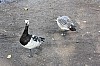 IMG_8038.jpg