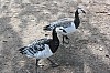 IMG_8042.jpg