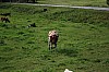 IMG_9081.jpg