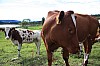 IMG_9095.jpg