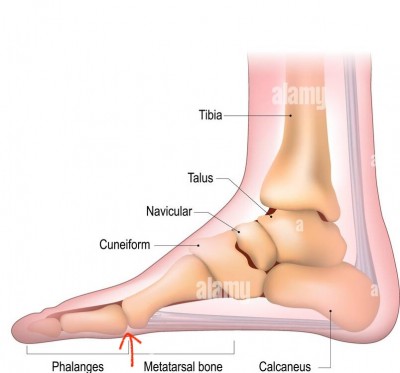 anatomia-del-piede-piede-umano-con-il-nome-e-la-descrizione-di-tutte-le-ossa-e-siti-vista-dall-alto-e-vista-laterale-archi-dei-piedi-anatomia-scheletrica-vettore-2j65wt4.jpg