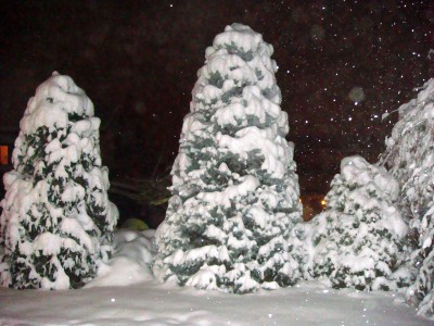 n1.jpg