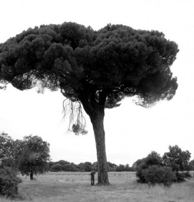 PINO GIGANTE DE GEMA.jpg